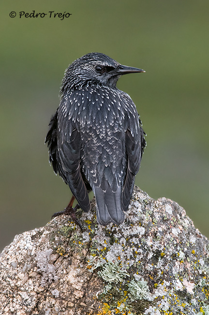 Estornino negro (Sturnus unicolor)